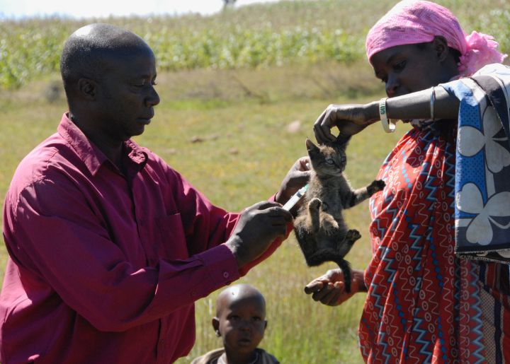Man and woman vaccinating a small cat