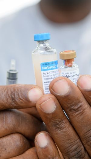 Rabies-Vaccines Extreme Sports Mountain Climbing