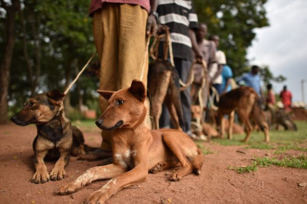 Million Vaccines Line of villagers with their dogs