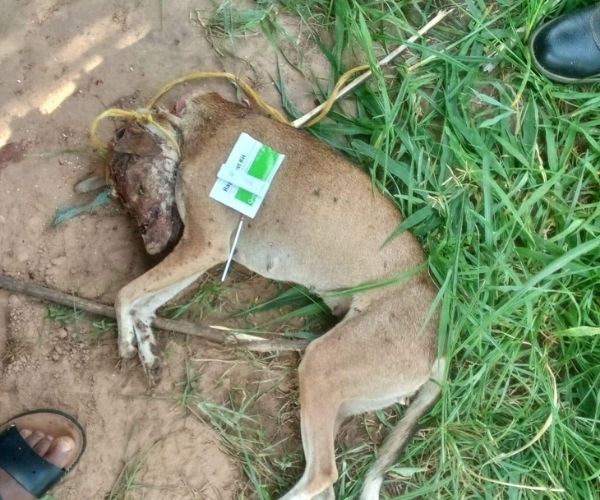Five Victims One Rabid Dog 3 Deceased dog lying on the ground
