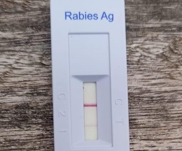 Five Victims One Rabid Dog 5 Positive Rabies Test