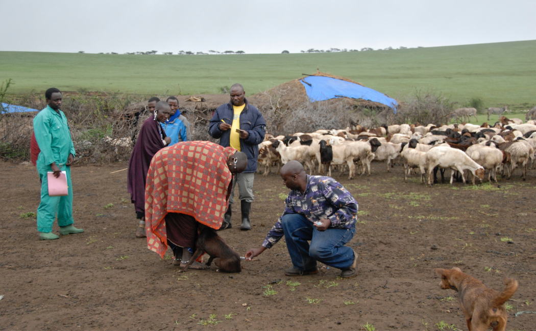 Case Report – Rabies Reaches the Herd – Featured Image 2 (1050 x 650 px) Villagers and a Herd of Sheep