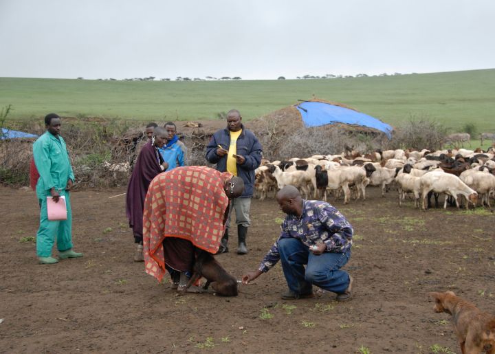 Villagers and a Herd of Sheep