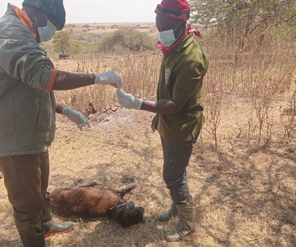 Rabies Reaches the Herd – 2 Rabies Free Africa Team next to a deceased sheep body