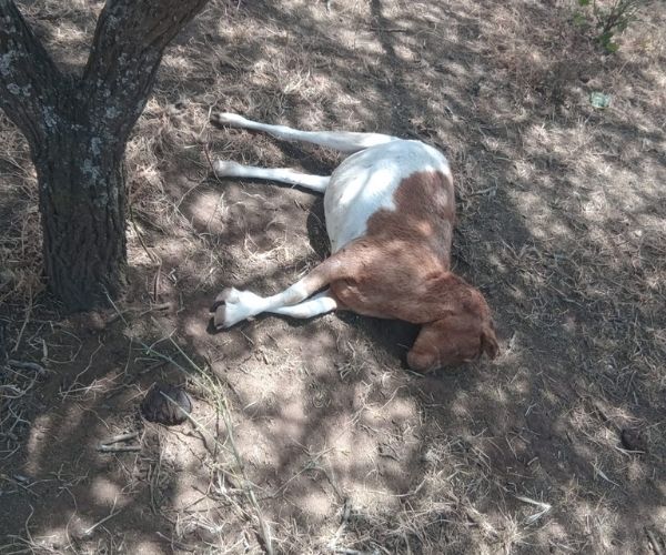 Rabies Reaches the Herd – 3 Deceased Sheep