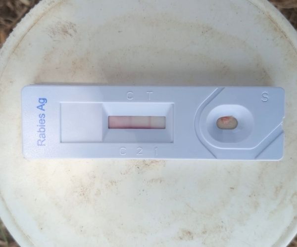 Rabies Reaches the Herd – 4 Rabies Test Strip