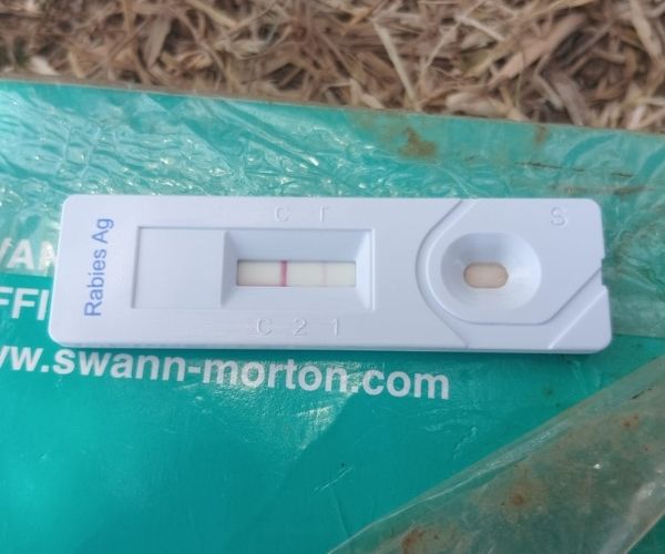 Rabies Reaches the Herd – 5 Rabies Test Strip